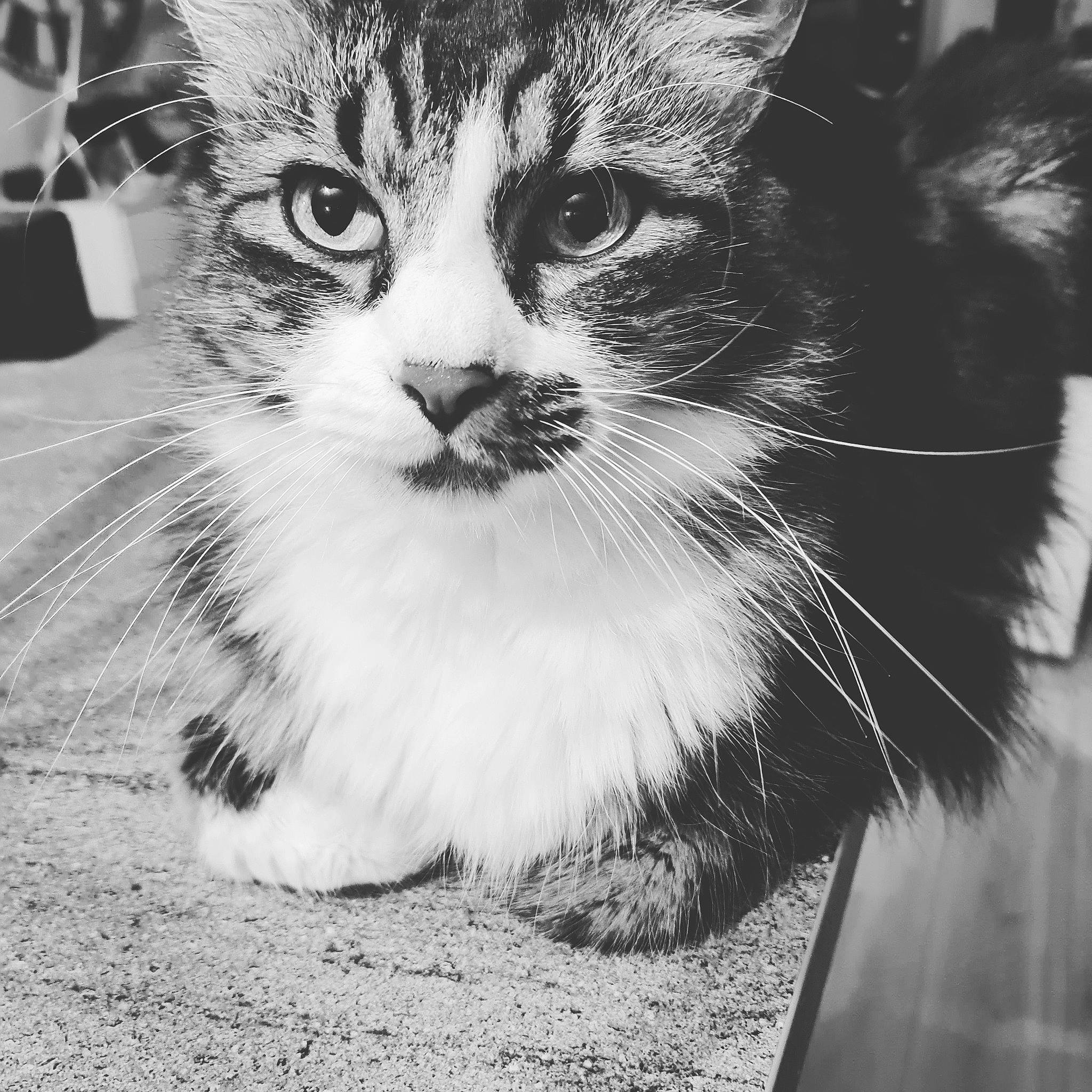 Guizmo participe au concours pour gagner de l'argent avec cette photo : black_and_white, carnivore, cat, claw, domestic_short_haired_cat, felidae, fur, grass, monochrome, monochrome_photography, paw, photography, small_to_medium_sized_cats, snout, stock_photography, style, tail, terrestrial_animal, whiskers, window