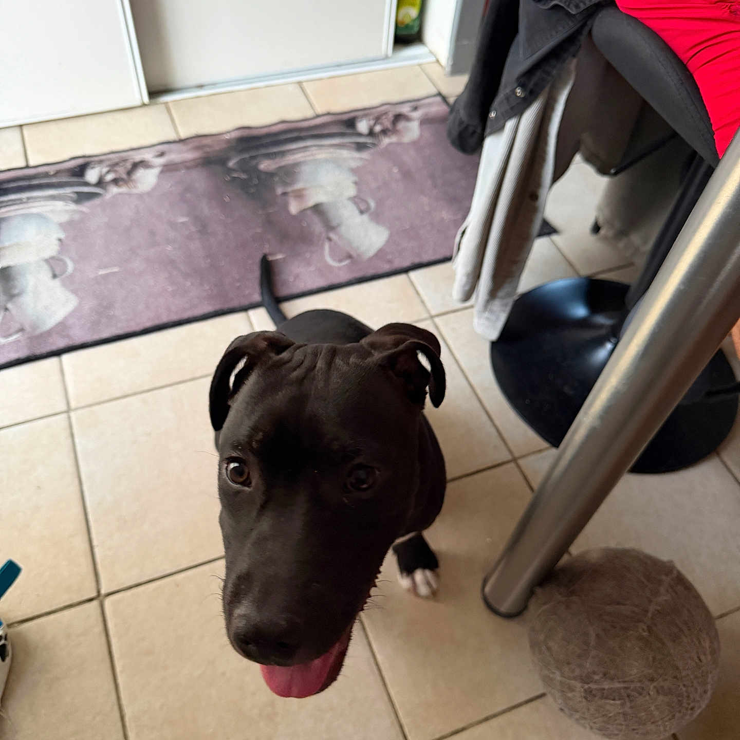 Baracus a rejoint le concours — aidez-le/la à gagner de superbes lots ! dog, black_dog, tongue_out, tile_floor, indoor, ball_of_yarn, table_leg, chair, clothing, coat, red_clothing, happy, pet, looking_up, floor_mat, door, home, curled_tail, ears, bright_eyes