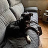 Baracus participe au concours pour gagner de l'argent avec cette photo : dog, black_dog, white_paws, couch, gray_couch, quilt, indoor, window, open_window, natural_light, tiled_floor, pet, relaxed, lounge, furniture, home, cozy, cat_tree, animal, resting