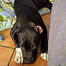 dog, black_dog, white_paws, lying_down, floor, tile_floor, cushion, indoor, pet, animal, resting, close_up, cute, ears, paws, looking_up, relaxed, companion, home, domestic_animal