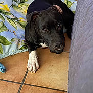Baracus participe au concours pour gagner de l'argent avec cette photo : dog, black_dog, white_paw, tile_floor, blanket, floral_pattern, indoor, pet, animal, cute, looking_up, resting, floor, paw, ears, fur, close_up, companion, domestic_animal, curious