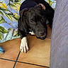 dog, black_dog, white_paw, tile_floor, blanket, floral_pattern, indoor, pet, animal, cute, looking_up, resting, floor, paw, ears, fur, close_up, companion, domestic_animal, curious