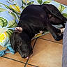 Baracus a rejoint le concours — aidez-le/la à gagner de superbes lots ! dog, black_dog, lying_down, cushion, floral_pattern, tile_floor, rope_toy, indoor, pet, sleepy, tongue_out, relaxed, animal, comfort, resting, close_up, domestic, cute, playful, home