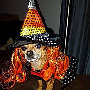 Foxy joined the competition — help win amazing prizes! dog, costume, halloween, witch_hat, orange_wig, pet, indoor, small_dog, brown_dog, curly_hair, polka_dots, couch, fabric, black_clothing, animal, cute, funny, portrait, pet_costume, holiday