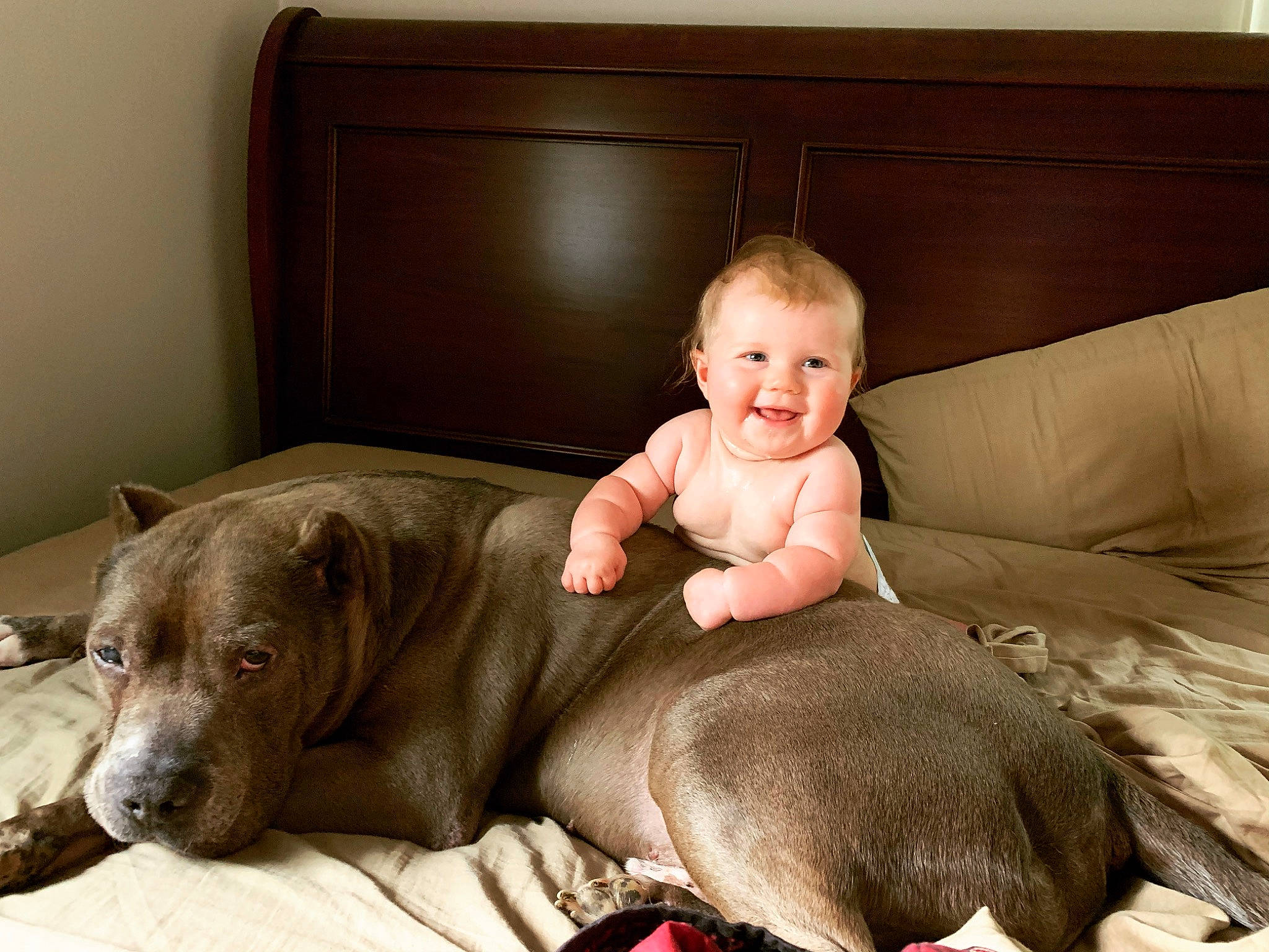 Kelsey joined the competition — help win amazing prizes! american_pit_bull_terrier, american_staffordshire_terrier, baby, canidae, carnivore, child, dog, dog_breed, fawn, great_dane, joy, non_sporting_group, person, pit_bull, puppy, skin, toddler, weimaraner