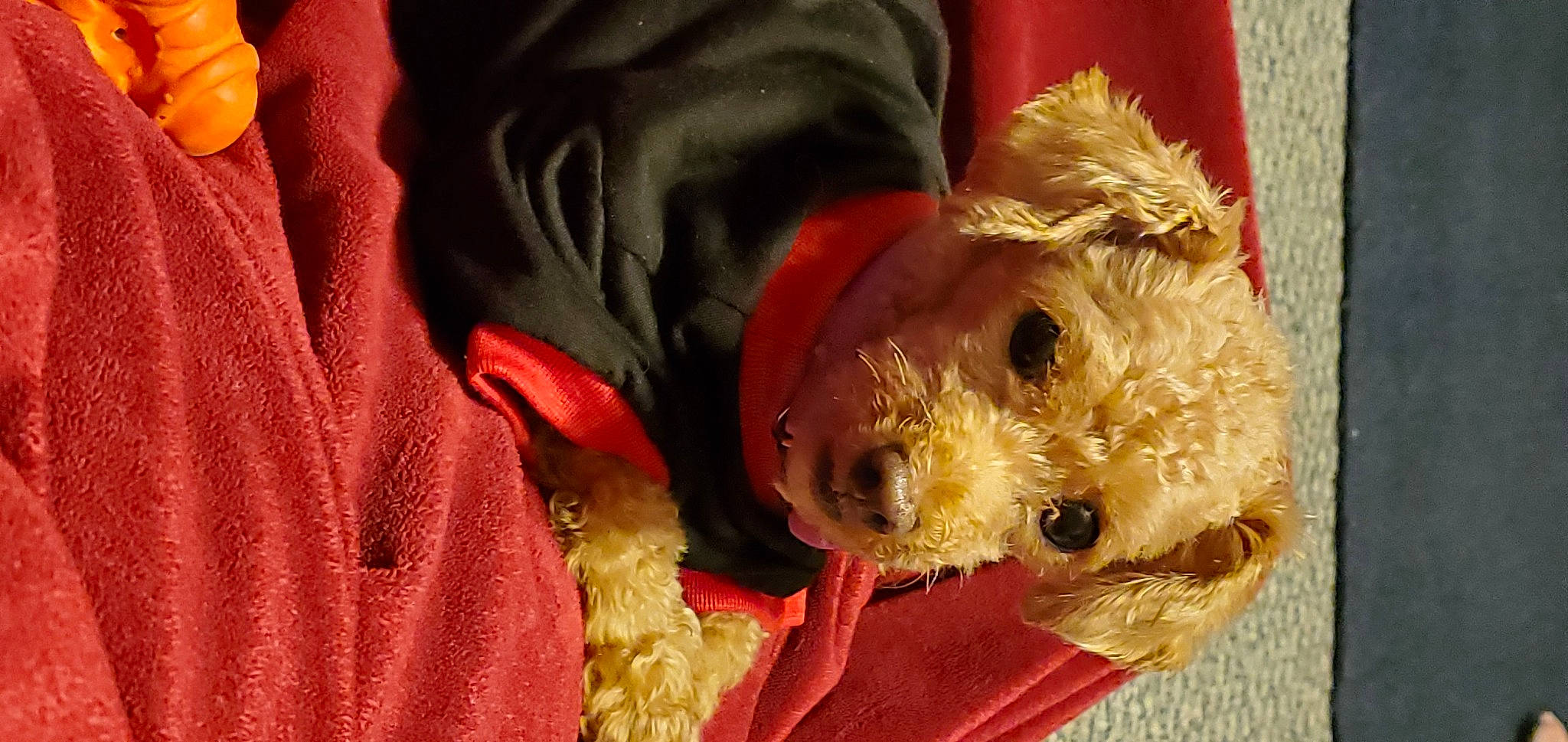 Buttercup joined the competition — help win amazing prizes! canidae, carnivore, companion_dog, dog, dog_breed, dog_clothes, dog_supply, fawn, fur, non_sporting_group, puppy, small_terrier, snout, sporting_group, stuffed_toy, terrier, toy, toy_dog, whiskers