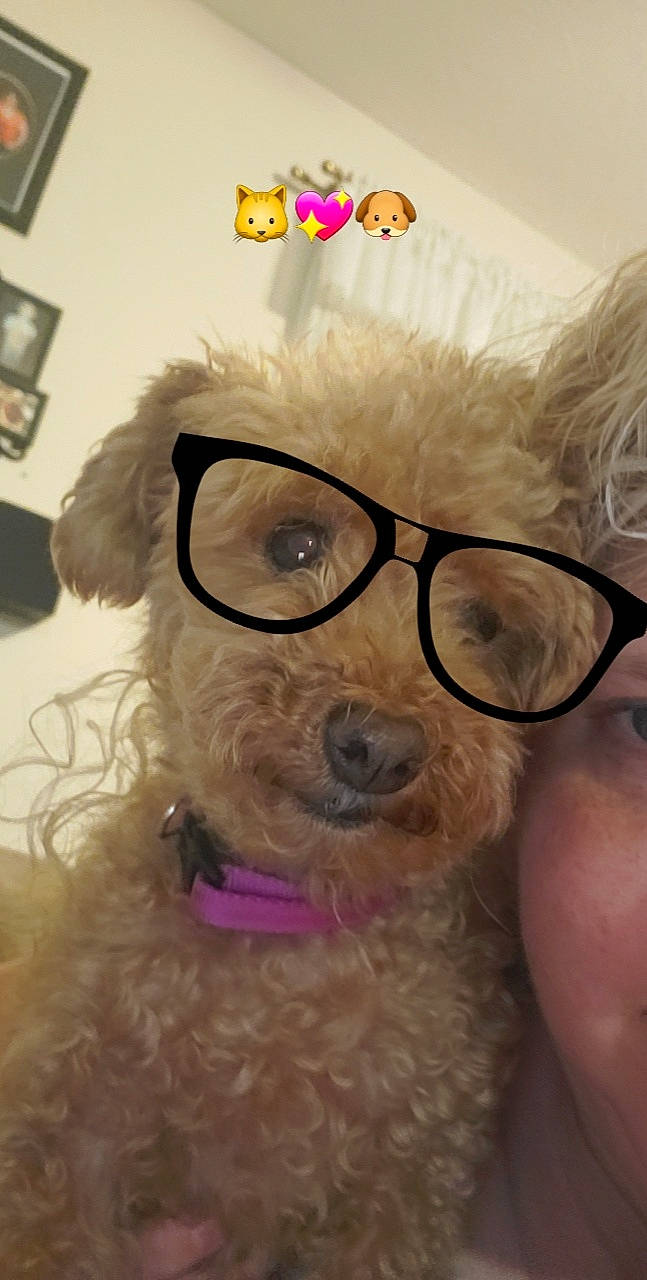 Buttercup is registered to the contest to win money with this photo: beard, carnivore, companion_dog, dog, dog_breed, ear, eyewear, facial_hair, fur, glasses, mammal, moustache, nose, skin, snout, sporting_group, toy_dog, vision_care, working_animal, wrinkle