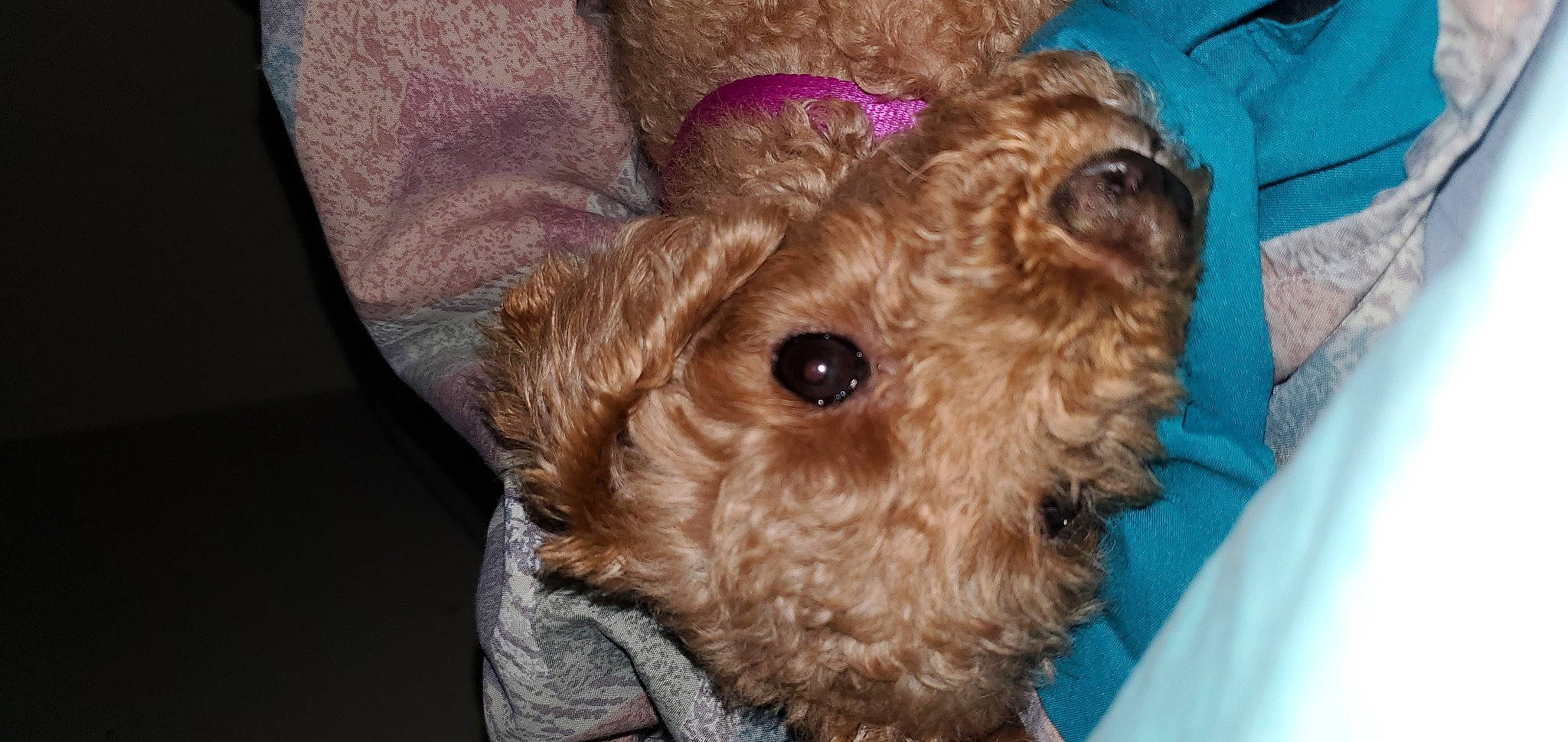 Buttercup joined the competition — help win amazing prizes! canidae, carnivore, companion_dog, dog, dog_breed, dog_supply, fawn, fur, labradoodle, liver, poodle_crossbreed, puppy_love, small_terrier, snout, sporting_group, terrier, toy, toy_dog, working_animal, yorkipoo