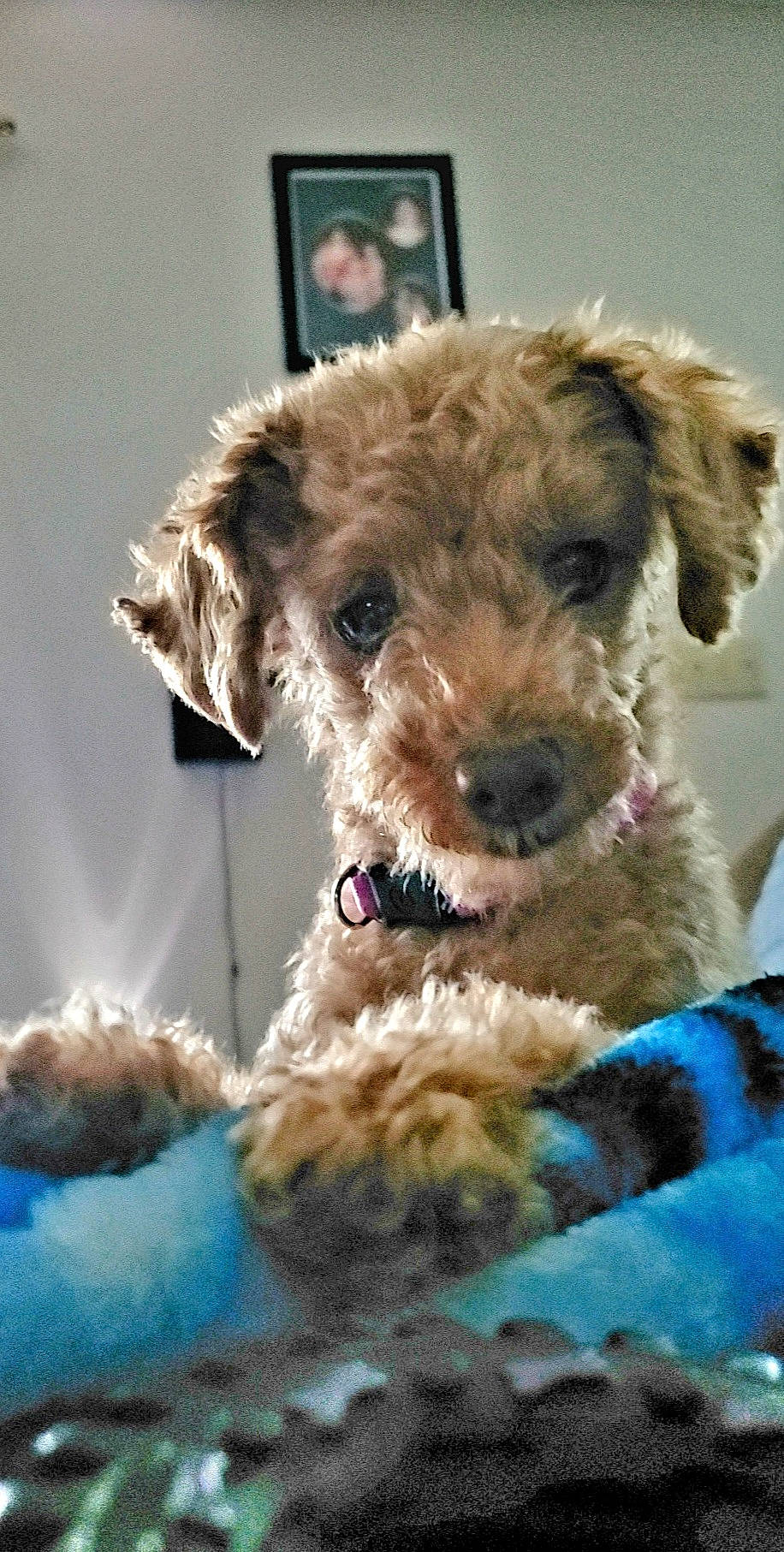 Buttercup joined the competition — help win amazing prizes! canidae, carnivore, collar, companion_dog, dog, dog_breed, dog_collar, dog_supply, fawn, fur, maltepoo, puppy, small_terrier, snout, sporting_group, terrestrial_animal, terrier, water_dog, working_animal, working_terrier