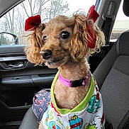 Buttercup joined the competition — help win amazing prizes! animal, attentive, car_interior, car_seat, collar, colorful_outfit, curly_fur, cute, dog, fur, indoor, looking_out, pet, puppy, red_bows, seat, small_dog, transport, trees, window
