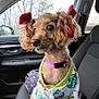 animal, attentive, car_interior, car_seat, collar, colorful_outfit, curly_fur, cute, dog, fur, indoor, looking_out, pet, puppy, red_bows, seat, small_dog, transport, trees, window