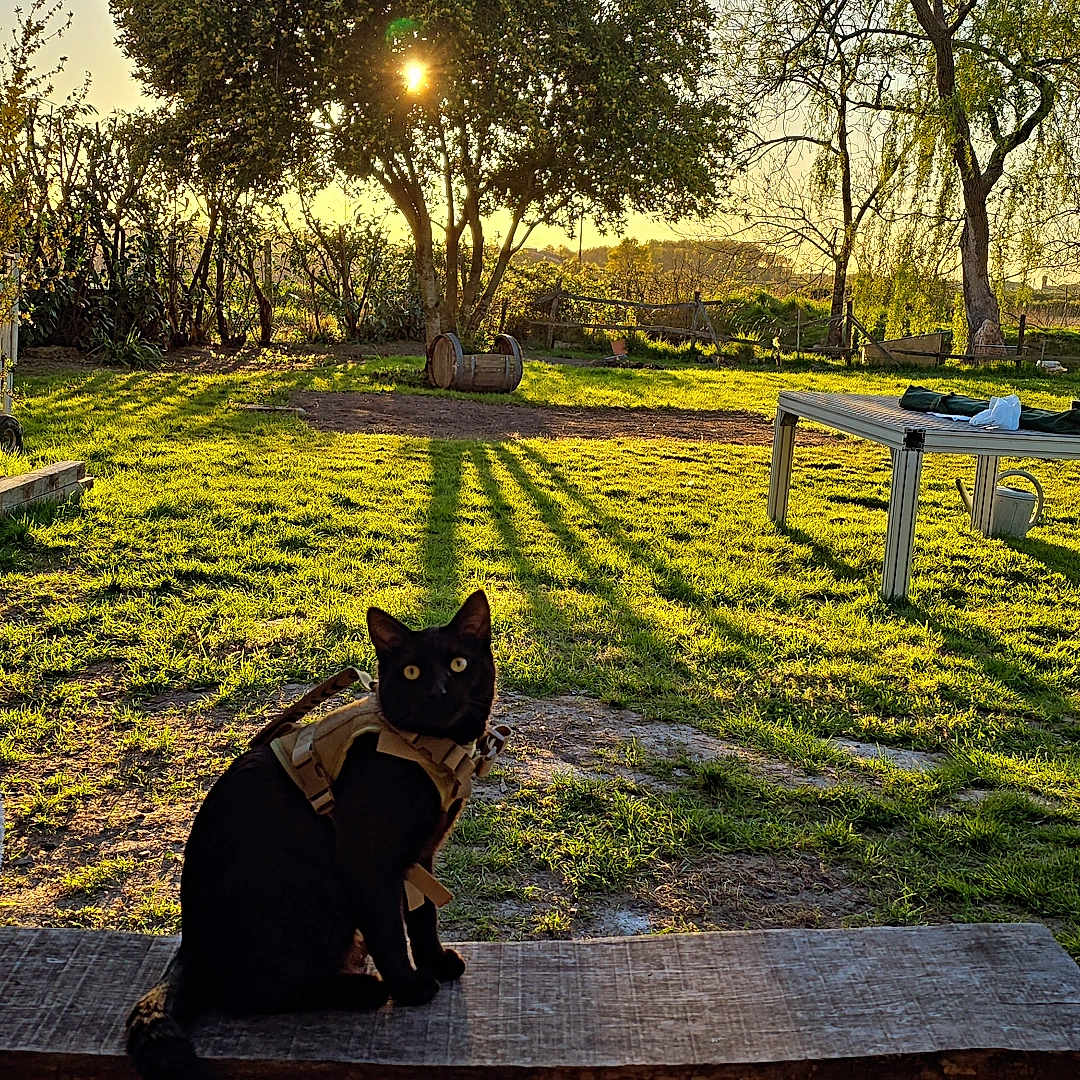 Vénom a rejoint le concours — aidez-le/la à gagner de superbes lots ! animal, backyard, bench, black_cat, cat, daylight, fence, garden, grass, greenery, harness, nature, outdoor, peaceful, pet, shadow, sunlight, sunset, tree, wood
