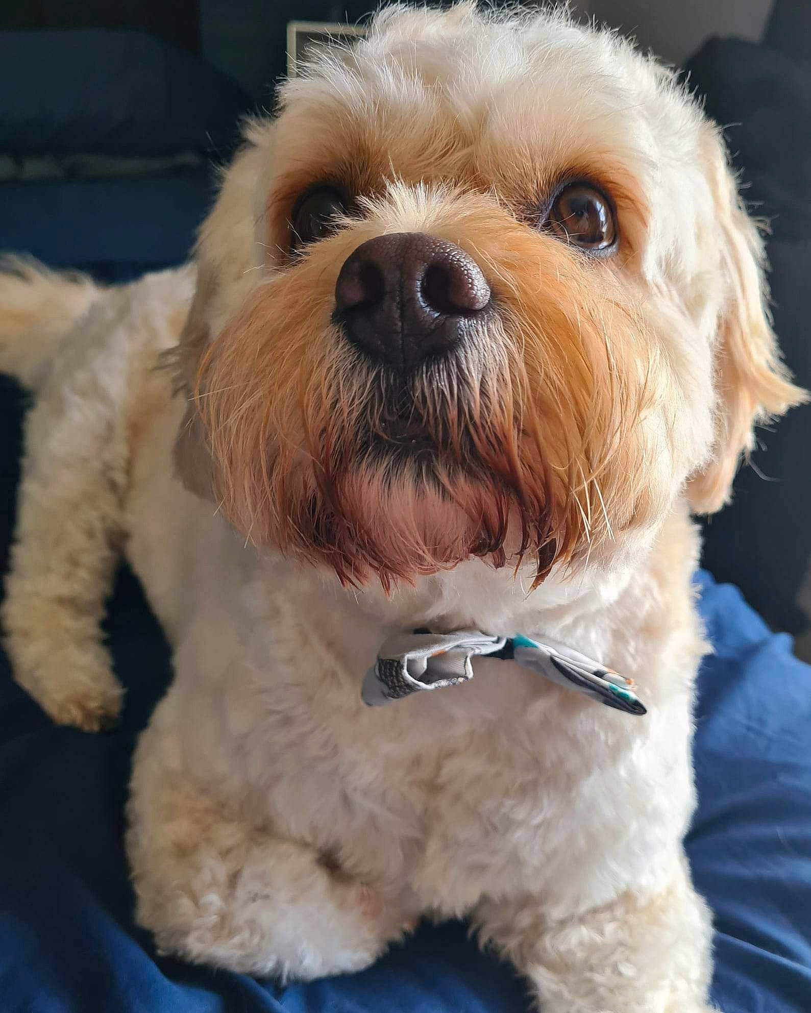 Juno joined the competition — help win amazing prizes! canidae, carnivore, collar, companion_dog, dog, dog_breed, dog_collar, eyewear, fur, labradoodle, maltepoo, puppy_love, shih_poo, small_terrier, snout, sporting_group, terrier, toy_dog, vision_care, working_animal