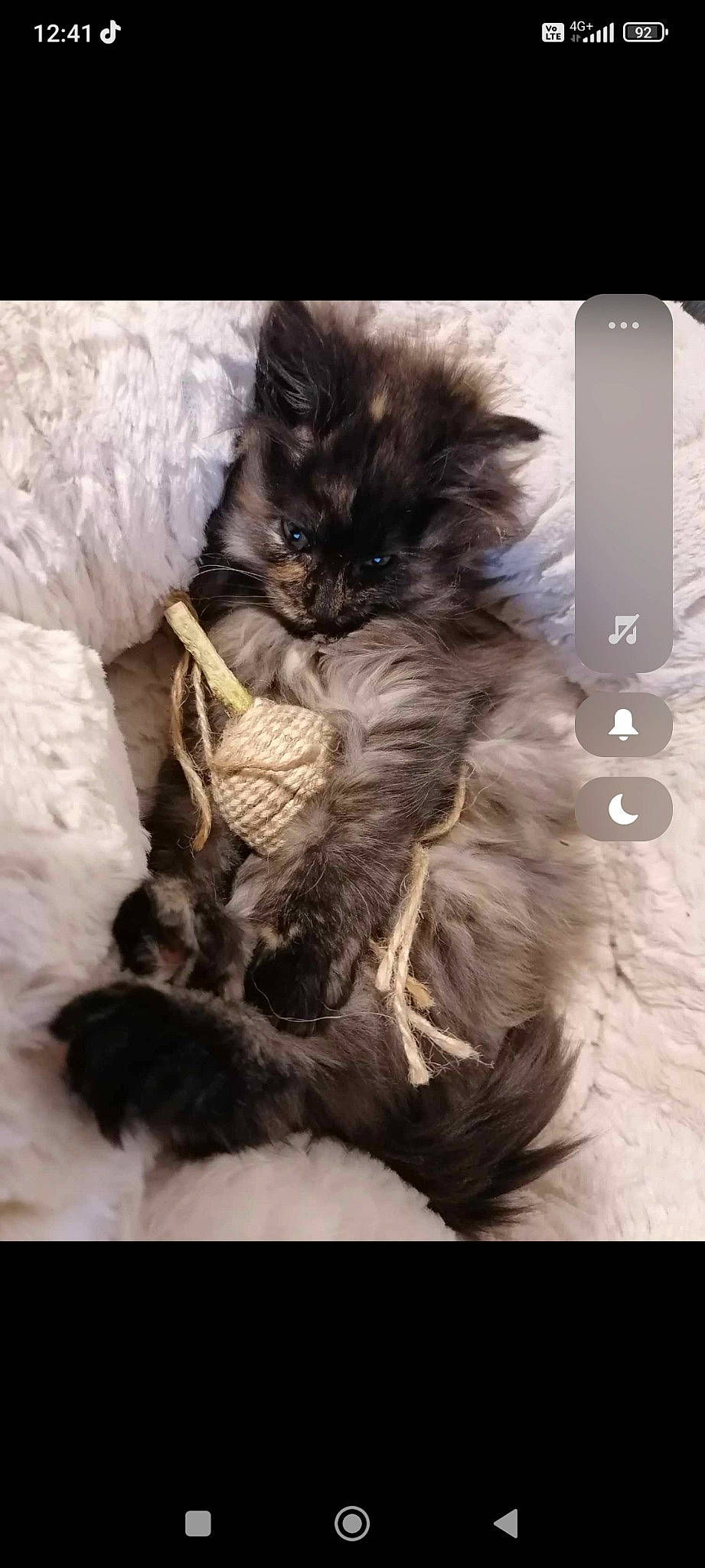 üona a rejoint le concours — aidez-le/la à gagner de superbes lots ! british_longhair, carnivore, cat, comfort, communication_device, companion_dog, dog_breed, fawn, felidae, fur, gadget, grey, natural_material, paw, portable_communications_device, small_to_medium_sized_cats, snout, tail, terrestrial_animal, whiskers