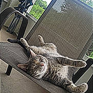 Willow joined the competition — help win amazing prizes! cat, tabby, relaxing, chair, outdoor, patio, mesh_chair, feline, sunlight, resting, animal, pet, whiskers, fur, paws, nature, tree, window, calm, lazy