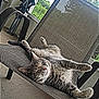 cat, tabby, relaxing, chair, outdoor, patio, mesh_chair, feline, sunlight, resting, animal, pet, whiskers, fur, paws, nature, tree, window, calm, lazy