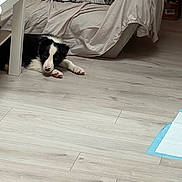 Aïko a rejoint le concours — aidez-le/la à gagner de superbes lots ! dog, black_and_white, lying_down, floor, wooden_floor, table, white_table, couch, beige_sheet, indoor, relaxed, pet, animal, quiet, resting, home, living_room, domestic, furniture, cozy