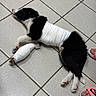 Aïko a rejoint le concours — aidez-le/la à gagner de superbes lots ! dog, bandage, injury, black_and_white, tile_floor, pet, animal, indoor, resting, paw, footwear, pink_slides, healing, cute, canine, young_dog, wrapped, floor, person, domestic_animal