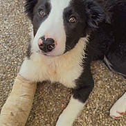 Aïko participe au concours pour gagner de l'argent avec cette photo : animal, bandage, black_and_white, concrete_floor, curious, cute, dog, footwear, fur, injured, looking_up, nose, outdoor, paw, person_leg, pet, pink_crocs, puppy, tablecloth, young_dog