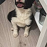 Aïko participe au concours pour gagner de l'argent avec cette photo : puppy, dog, black_and_white, happy, smiling, indoor, wooden_floor, furniture, container, metal_bucket, pet, canine, young_dog, flooring, looking_up, cute, playful, domestic_animal, companion, animal