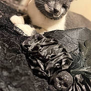 Luna joined the competition — help win amazing prizes! bed, black, cat, close_up, cozy, decorative_flower, fabric, feline, gray_cat, indoor, nap, paw, portrait, relaxed, shallow_depth_of_field, sleeping, soft_focus, textured_fabric, whiskers, white_fur