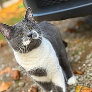 Luna joined the competition — help win amazing prizes! animal, autumn, background_blur, cat, closeup, curious, cute, daylight, fur, gravel, gray_cat, leaves, mammal, nature, outdoor, pet, portrait, walking, whiskers, white_cat