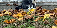 Luna is registered to the contest to win money with this photo: autumn_leaves, background_wall, bokeh, cat, concrete, door, fall, feline, grass, gray_white_fur, green_eyes, leaf_litter, outdoor, peeling_paint, pet, portrait, shallow_depth_of_field, sidewalk, sitting, tuxedo_cat