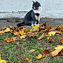 autumn_leaves, background_wall, bokeh, cat, concrete, door, fall, feline, grass, gray_white_fur, green_eyes, leaf_litter, outdoor, peeling_paint, pet, portrait, shallow_depth_of_field, sidewalk, sitting, tuxedo_cat