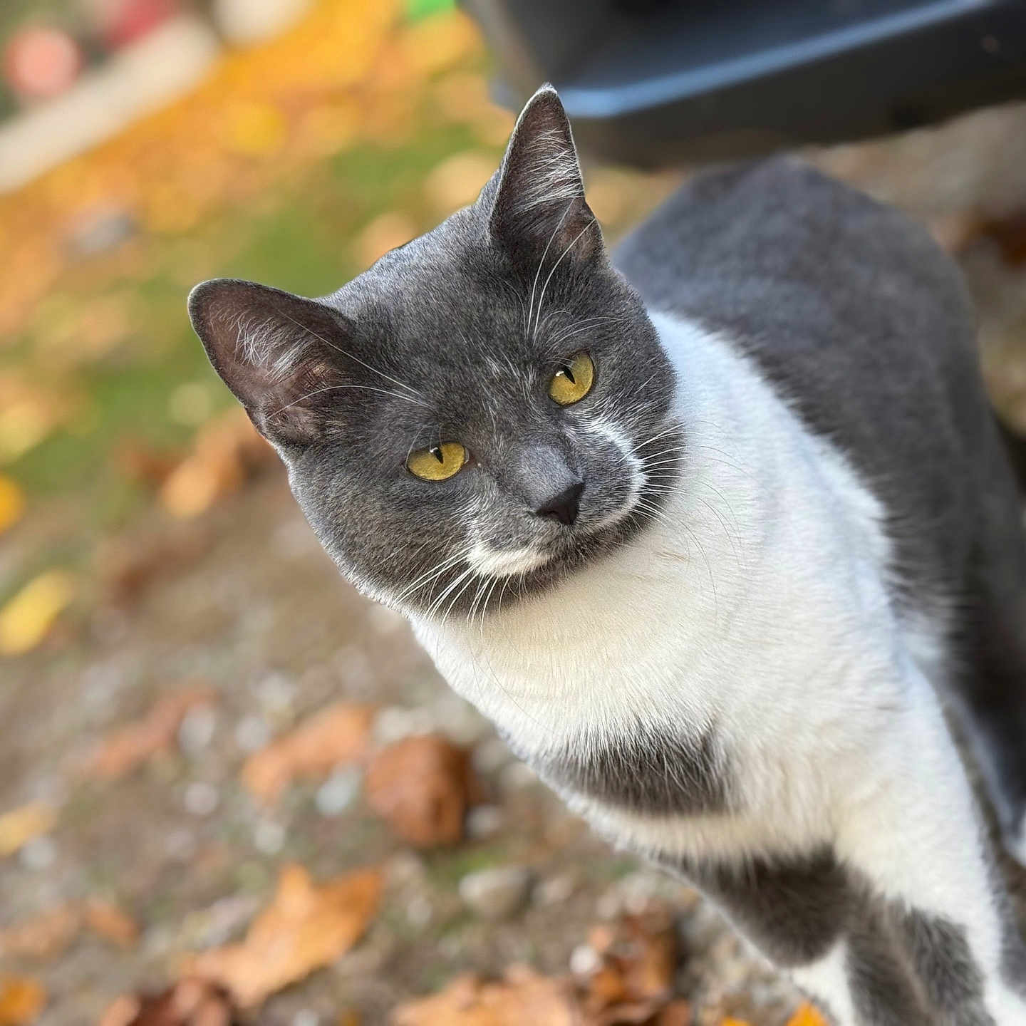 Destinee Cantu joined the competition — help win amazing prizes! autumn, bokeh, cat, closeup, curious, domestic_cat, ears, fallen_leaves, feline, fur, gravel, gray_white, ground, nature, outdoor, pet, portrait, sitting, whiskers, yellow_eyes
