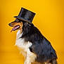 animal, black_and_white, canine, costume, cute, dog, domestic_animal, fluffy, fur, hat, pet, playful, portrait, side_view, sitting, studio_shot, tongue_out, top_hat, well_groomed, yellow_background