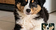 Uno a rejoint le concours — aidez-le/la à gagner de superbes lots ! animal, companion, cute, dog, domestic, eyes, floor, fluffy, fur, indoor, laying_down, paw, pet, portrait, puppy, small, tile, tricolor, whiskers, young