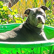 Pretzel is registered to the contest to win money with this photo: dog, outdoor, green, grass, plastic_pool, pet, animal, sunlight, fence, leafy_plants, relaxed, summer, nature, domestic_animal, canine, backyard, garden, playful, resting, daytime