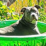 dog, outdoor, green, grass, plastic_pool, pet, animal, sunlight, fence, leafy_plants, relaxed, summer, nature, domestic_animal, canine, backyard, garden, playful, resting, daytime