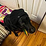 dog, black_dog, hat, indoor, wooden_floor, toy, quilt, cushion, pet, animal, looking_up, brown_eyes, door, colorful, playful, cute, floor, domestic, companion, waiting