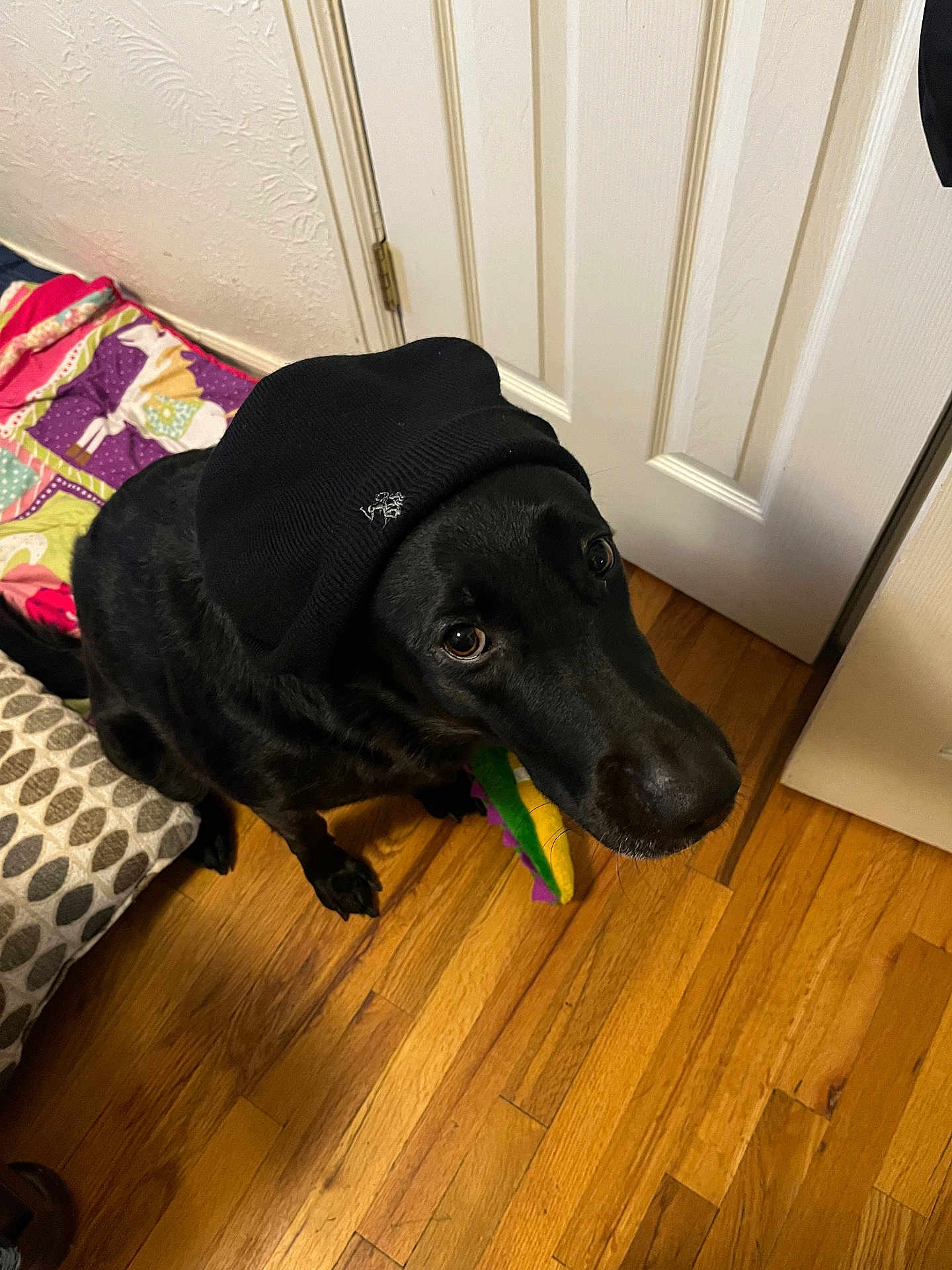 Diamond joined the competition — help win amazing prizes! dog, black_dog, hat, indoor, wooden_floor, toy, quilt, cushion, pet, animal, looking_up, brown_eyes, door, colorful, playful, cute, floor, domestic, companion, waiting
