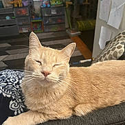 Ember joined the competition — help win amazing prizes! cat, orange_cat, relaxed, indoor, feline, pet, couch, blanket, whiskers, ears, fur, resting, cozy, home, living_room, toys, window, furniture, pattern, comfort