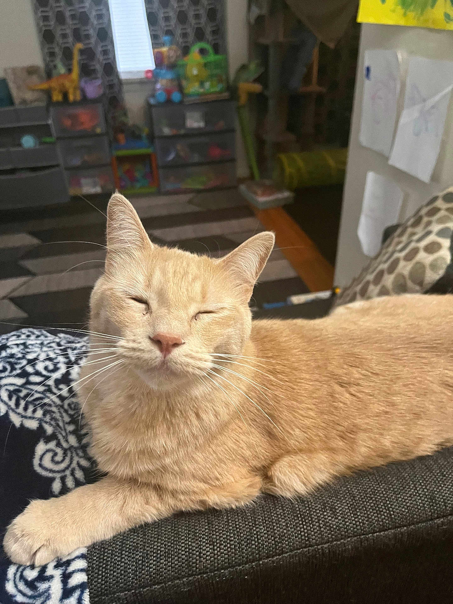 Ember joined the competition — help win amazing prizes! cat, orange_cat, relaxed, indoor, feline, pet, couch, blanket, whiskers, ears, fur, resting, cozy, home, living_room, toys, window, furniture, pattern, comfort