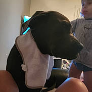 Athena participe au concours pour gagner de l'argent avec cette photo : dog, child, indoor, bib, towel, pet, young_child, legs, furniture, living_room, casual, curtain, person, home, domestic_animal, cute, companion, closeup, soft_lighting, relaxed