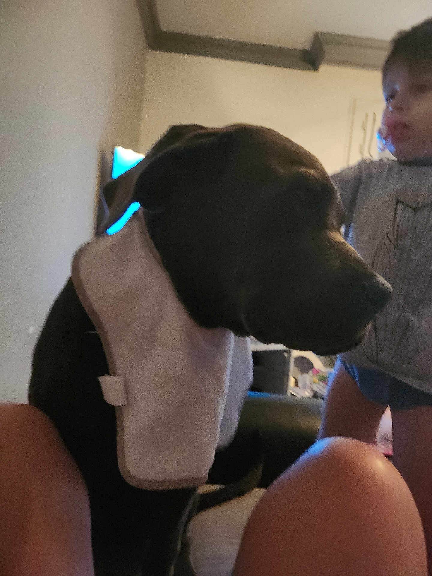 Athena participe au concours pour gagner de l'argent avec cette photo : dog, child, indoor, bib, towel, pet, young_child, legs, furniture, living_room, casual, curtain, person, home, domestic_animal, cute, companion, closeup, soft_lighting, relaxed