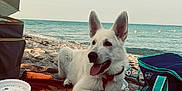 Oslo participe au concours pour gagner de l'argent avec cette photo : dog, white_dog, beach, ocean, sand, mat, picnic, food, drink, umbrella, bag, relaxing, sunset, water, outdoor, summer, tongue_out, collar, pet, happy