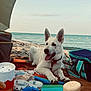dog, white_dog, beach, ocean, sand, mat, picnic, food, drink, umbrella, bag, relaxing, sunset, water, outdoor, summer, tongue_out, collar, pet, happy