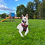 Oslo participe au concours pour gagner de l'argent avec cette photo : dog, white_dog, grass, park, playground, slide, trees, blue_sky, outdoor, pet, canine, happy, tongue_out, harness, nature, summer, greenery, animal, daytime, leaves