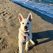 Oslo participe au concours pour gagner de l'argent avec cette photo : dog, white_dog, puppy, beach, sand, ocean, waves, paw_prints, sunlight, harness, playful, outdoor, pet, water, coast, summer, nature, cute, animal, friendly