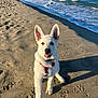 dog, white_dog, puppy, beach, sand, ocean, waves, paw_prints, sunlight, harness, playful, outdoor, pet, water, coast, summer, nature, cute, animal, friendly
