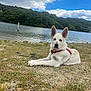 Oslo participe au concours pour gagner de l'argent avec cette photo : dog, white_dog, animal, canine, outdoor, lake, water, grass, nature, sky, cloud, tree, hill, leash, pet, mammal, relaxing, landscape, daytime, scenic