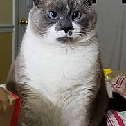 Ellie Bee is registered to the contest to win money with this photo: animal, blue_eyes, cat, close_up, domestic_cat, door, feline, fluffy, gray_fur, household, indoor, looking, paper_bag, pet, portrait, sitting, striped_cloth, table_surface, whiskers, white_fur