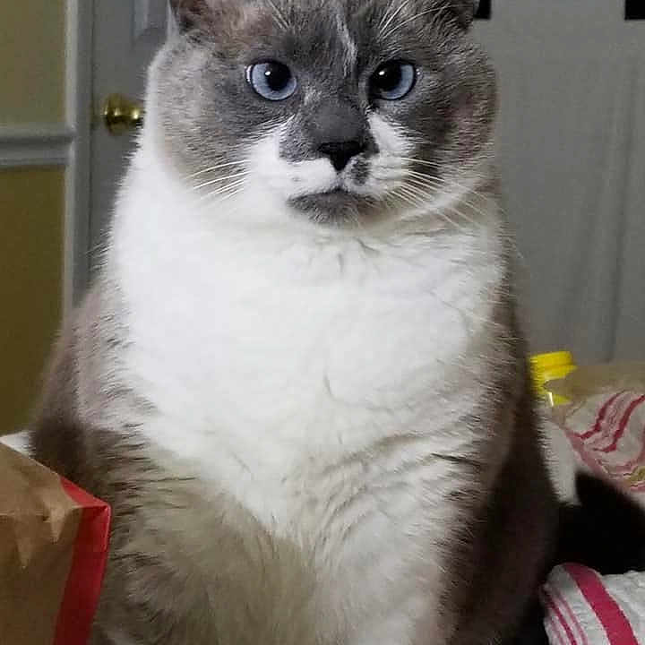 Ellie Bee is registered to the contest to win money with this photo: animal, blue_eyes, cat, close_up, domestic_cat, door, feline, fluffy, gray_fur, household, indoor, looking, paper_bag, pet, portrait, sitting, striped_cloth, table_surface, whiskers, white_fur