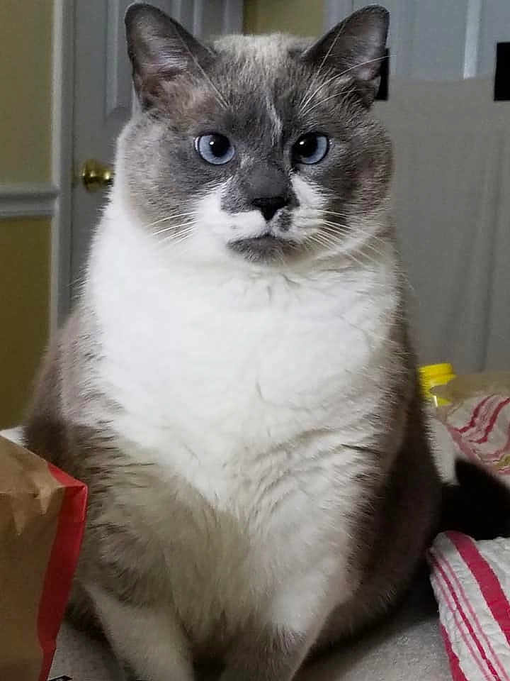 Ellie Bee is registered to the contest to win money with this photo: animal, blue_eyes, cat, close_up, domestic_cat, door, feline, fluffy, gray_fur, household, indoor, looking, paper_bag, pet, portrait, sitting, striped_cloth, table_surface, whiskers, white_fur