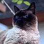 cat, siamese_cat, blue_eyes, fur, close_up, portrait, animal, pet, outdoor, nature, whiskers, ears, face, looking_away, soft_focus, background, greenery, feline, cute, fluffy
