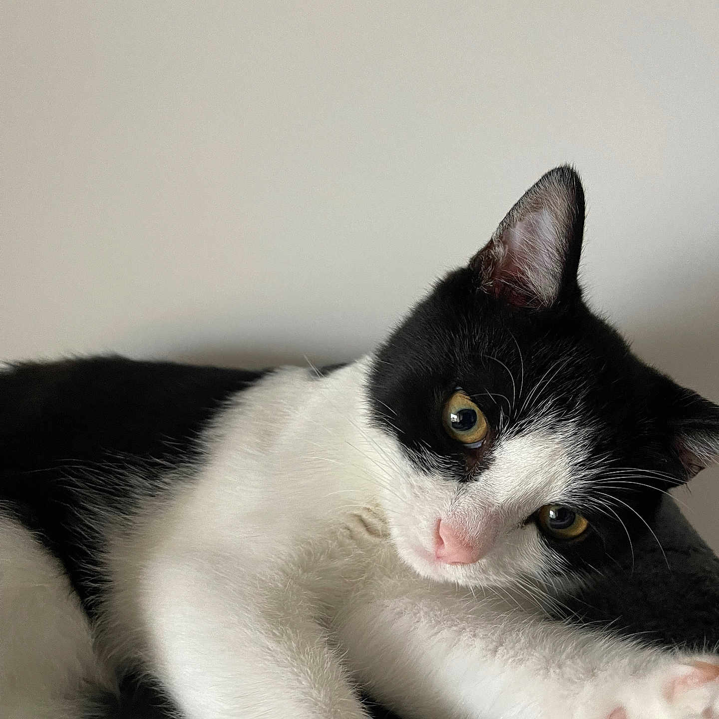 Uki a rejoint le concours — aidez-le/la à gagner de superbes lots ! abyssinian, angora, animal, blackcat, cat, kitten, manx, pet, siamese